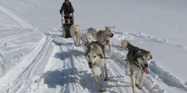 Dog sledding