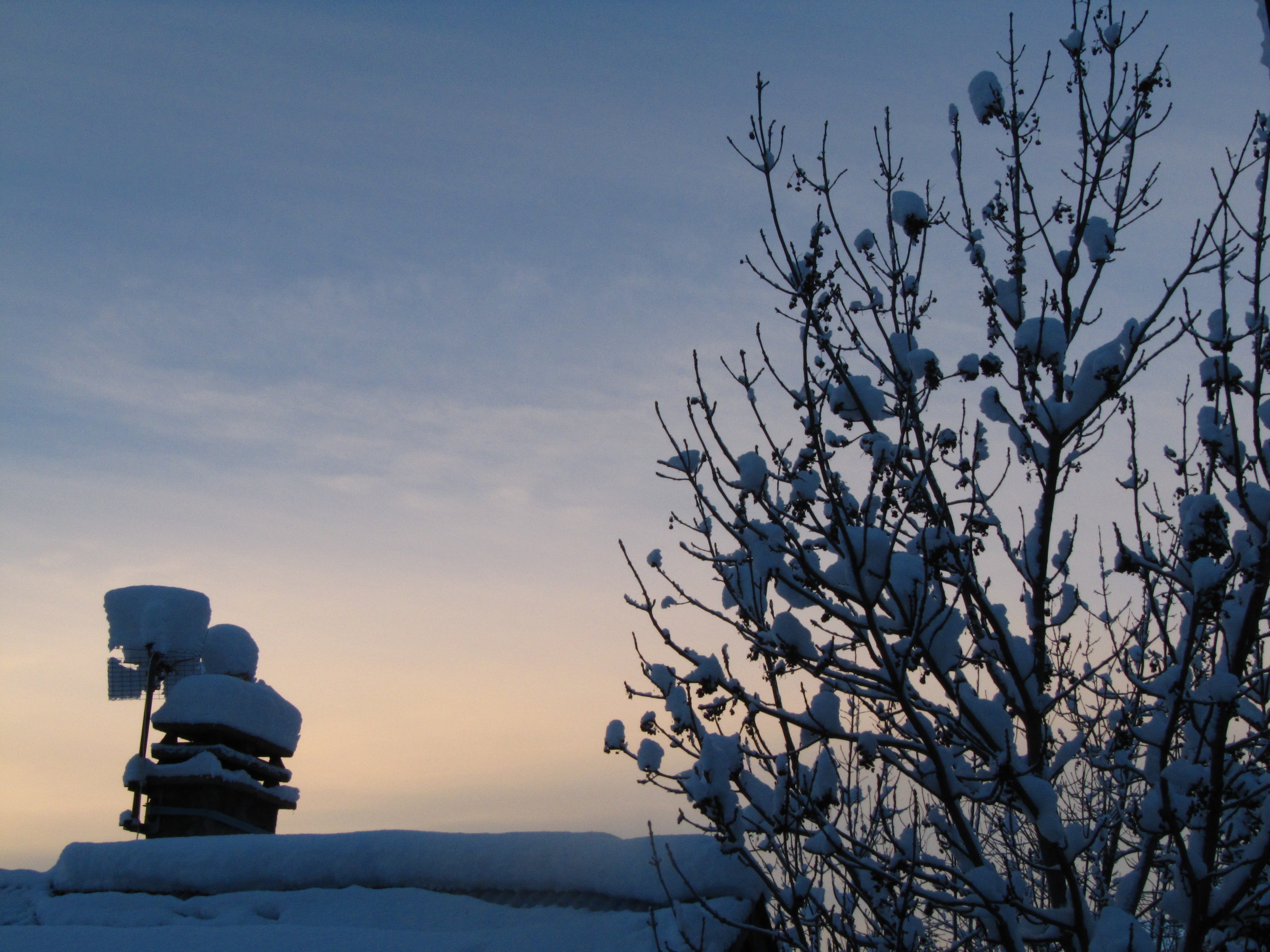 snow on trees