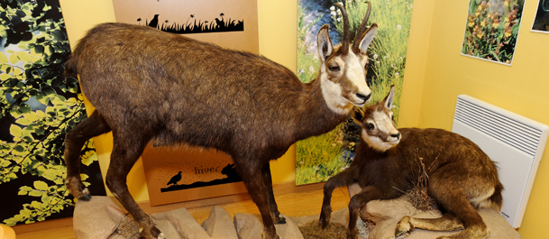 Fauna - chamois