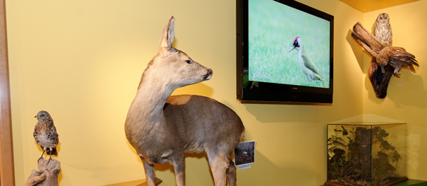 Fauna - deer